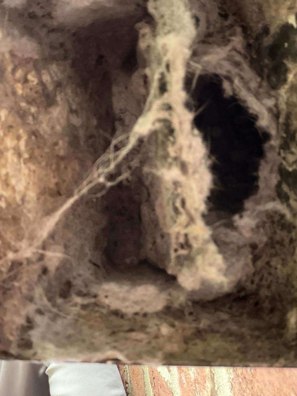 Mt. Pleasant dryer vent cleaning